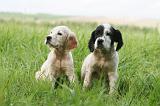 SETTER ANGLAIS 230